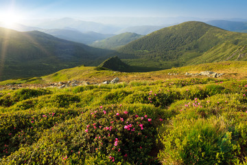 The slopes of the mountains covered with blooming rhododendrons. Carpathians.