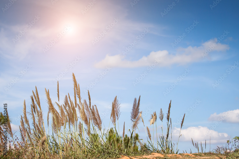 Poster Grass, sky and sun