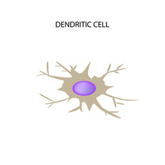 Dendritic cell immunity. Infographics. Vector illustration on isolated background