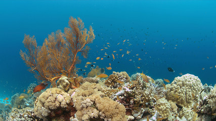 Colorful coral reef with Anthias and Damselfishes.