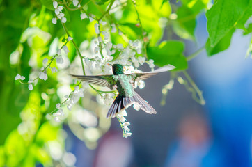 Hummingbird flying next to some flowers