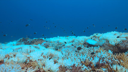 Coral bleaching occurs when water temperatures rise over a longer period.