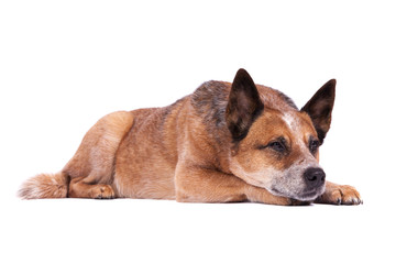 Müder Hund liegt