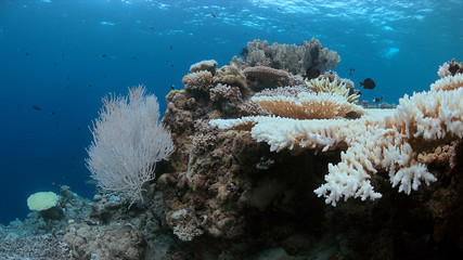 Coral bleaching occurs when water temperatures rise over a longer period.