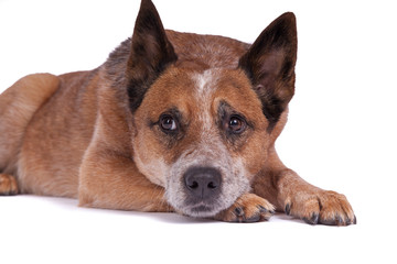 Liegender Hund guckt nachdenklich