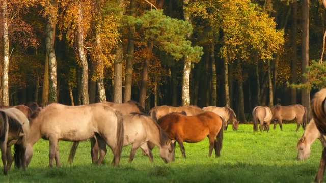 Wild horses grazing in colorful autumn Duelmen, Germany grazing. 11836
