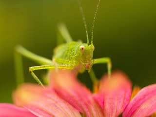 green grasshopper resting on echinacea