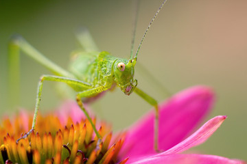 green grasshopper resting on echinacea
