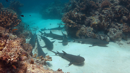 Many whitetip reef sharks lying on sandy bottom.