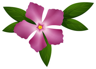 Obraz premium Periwinkle flower in pink color
