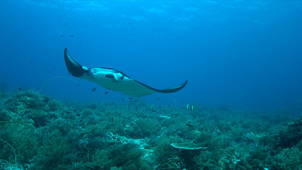 Manta ray swims on a coral reef.