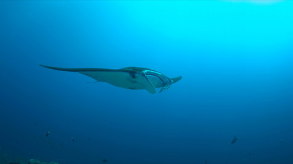 Obraz premium Manta ray swims on a coral reef.