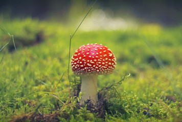 red toadstool in the woods