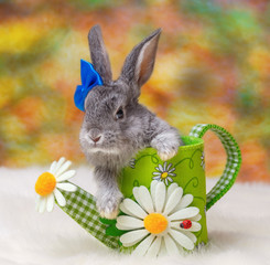 Little rabbit on a white background