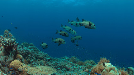 Fototapeta na wymiar Harlequin sweetlips on a colorful coral reef with healthy corals.
