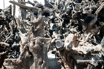Close up background of gray dried plant  roots.
