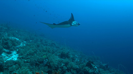 Manta ray swims on a coral reef.
