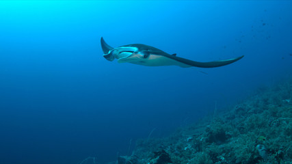 Manta ray swims on a coral reef.