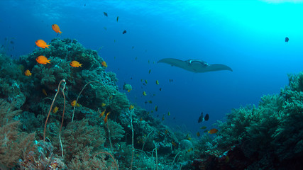 Naklejka na ściany i meble Manta ray swims on a coral reef.