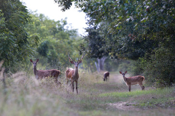 Red deer family in forest