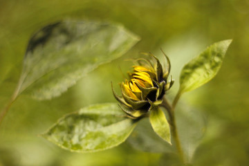 Small sunflower blossom on the field