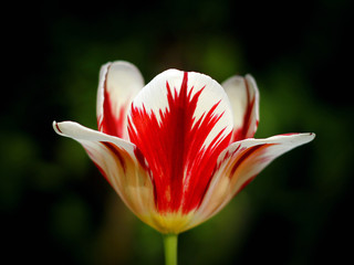 Beautiful spring tulip flowers in colorful garden