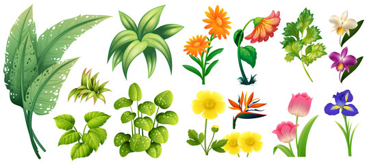 Different types of flowers and leaves