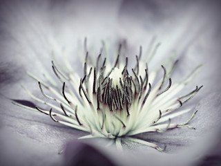 Naklejka na ściany i meble Violet clematis flower close up