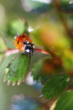  Ladybug, Coccinella septempunctata on leaf