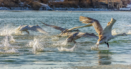 Fototapeta premium Flok of swons take off river