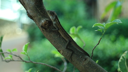Small Chameleon on the tree.