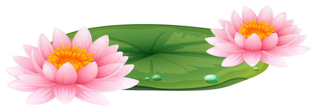 Pink lotus on green leaf