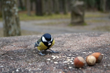Bird tomtit white yellow and black feathers eating sunflower seeds a cold day in the park on a stone table