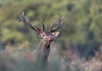 Portrait of red deer