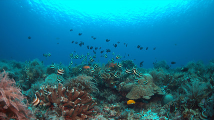 Naklejka na ściany i meble Pennant Bannerfish and Damselfishes on a staghorn coral.