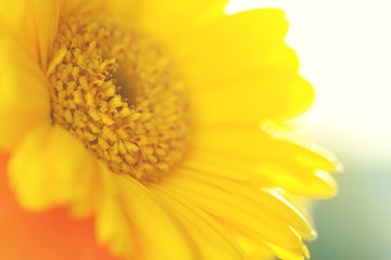 Closeup of Colorful vivid Beautiful Yellow Gerber. Spring or Sum