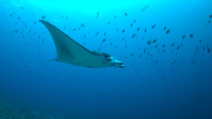 Fototapeta premium Manta ray swims on a coral reef.