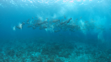 School of Humphead Parrotfishes on a colorful coral reef.