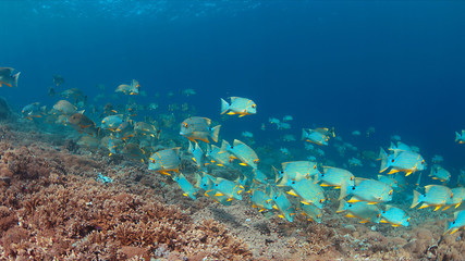 Fototapeta na wymiar Sailfin and Blubberlip Snapper on a colorful coral reef.