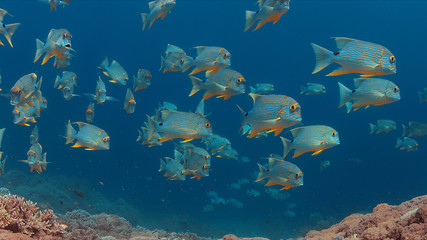 Fototapeta na wymiar Sailfin and Blubberlip Snapper on a colorful coral reef.