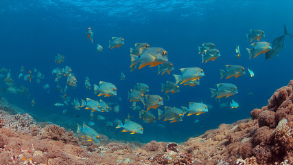 Fototapeta premium Sailfin and Blubberlip Snapper on a colorful coral reef.