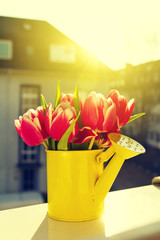 Colorful vivid Beautiful Bouquet of Purple Tulips in Watering Ca