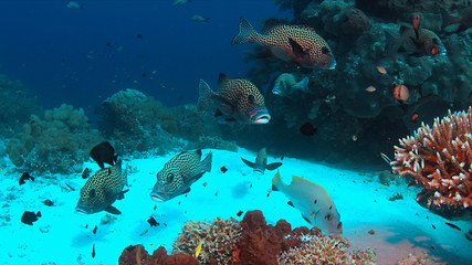 Harlequin sweetlips on a colorful coral reef with healthy corals.