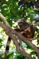 female of white-headed lemur Madagascar wildlife