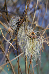 withered clematis in the garden