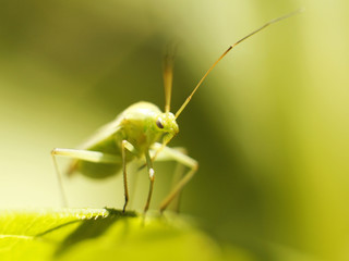 grasshopper resting in the grass