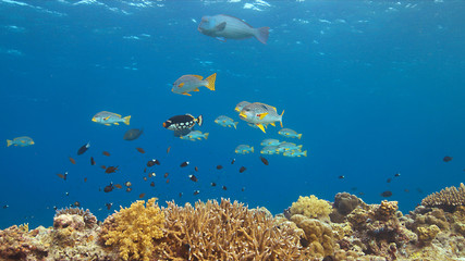 Fototapeta na wymiar Diagonal banded sweetlips on a colorful coral reef