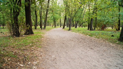 The sandy road in the green forest with tall old trees and fresh green grass
