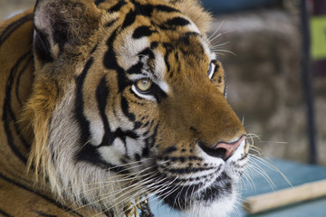 Beautiful striped tiger