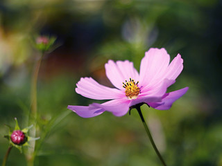 beautiful pink cosmos flower in the meadow